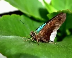 Hesperiidae.