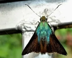 Hesperiidae.