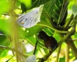 Thryothorus semibadius