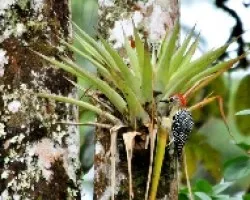 Melanerpes rubricapillus