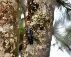 Melanerpes rubricapillus