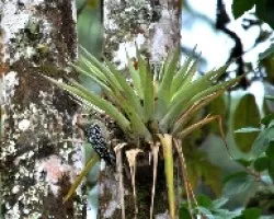 Melanerpes rubricapillus