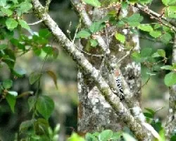 Melanerpes rubricapillus