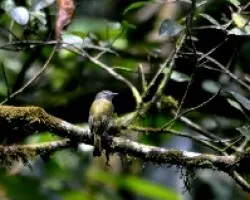 Tolmomyias sulphurescens