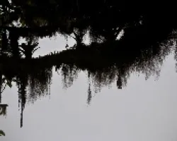 Bruma en el bosque