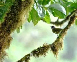 Chlorospingus ophthalmicus 