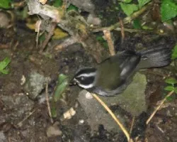 Arremon aurantiirostris