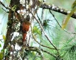 Deconychura longicauda