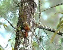Deconychura longicauda