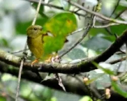 Manacus aurantiacus