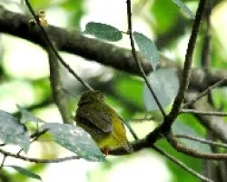 Manacus aurantiacus