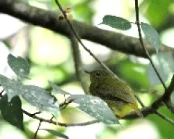 Manacus aurantiacus