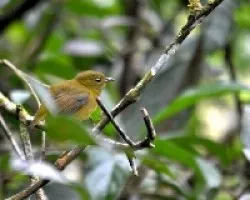 Manacus aurantiacus