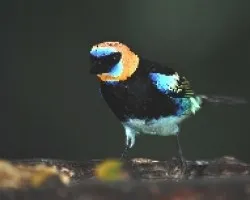 Tangara larvata