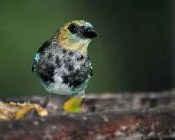 Tangara larvata