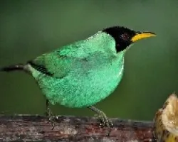 Chlorophanes spiza