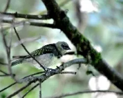 Tangara larvata