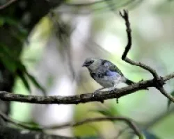 Tangara larvata