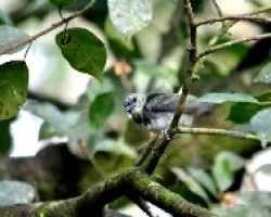 Tangara larvata