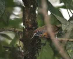 Thryothorus rutilus