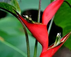 Heliconia.