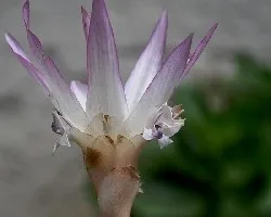 Cual es la flor.
