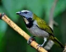 Saltator maximus
