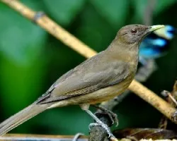 Turdus grayi
