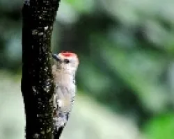 Melanerpes rubricapillus