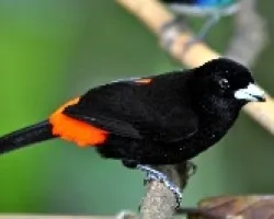 Ramphocelus costaricensis