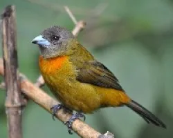 Ramphocelus costaricensis