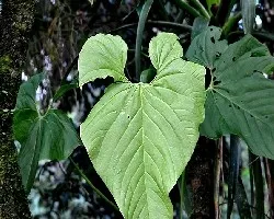 Una hoja en el bosque.