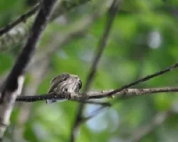 Picumnus olivaceus