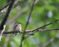 Picumnus olivaceus