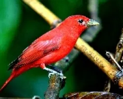 Piranga rubra