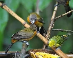 Ramphocelus costaricensis