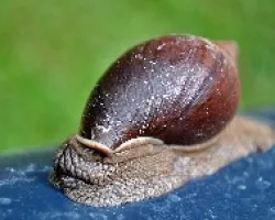 Drymaeus josephus