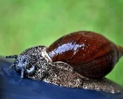 Drymaeus josephus