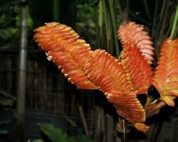 Heliconia imbricata