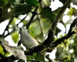 Arremonops rufivirgatus