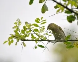 Oreothlypis peregrina