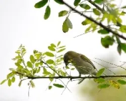 Oreothlypis peregrina