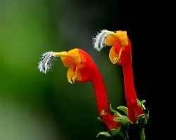 Centropogon granulosus - Aphelandra attenuata - 