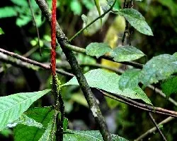  - Aphelandra attenuata - 
