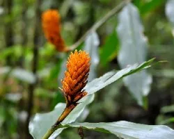 Centropogon granulosus - Aphelandra attenuata - 