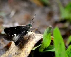 Mariposas