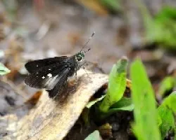 Mariposas