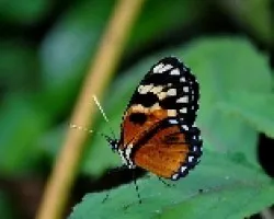Mariposas