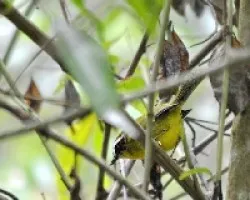 Basileuterus rufifrons