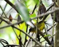 Basileuterus rufifrons